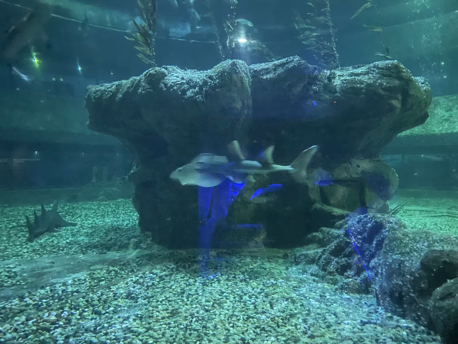 多隻鯊魚在模擬自然岩石環境的水族箱中巡游。